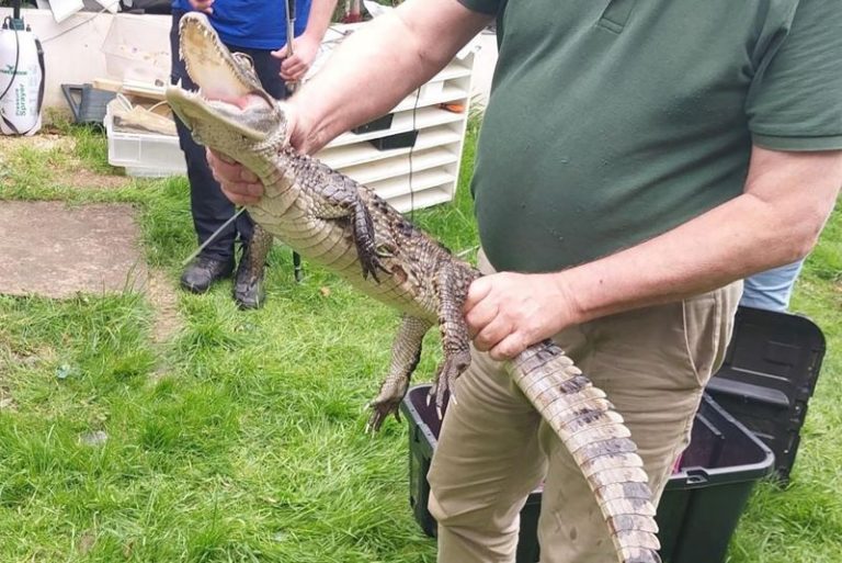 Police seize caiman during drugs and weapons raid
